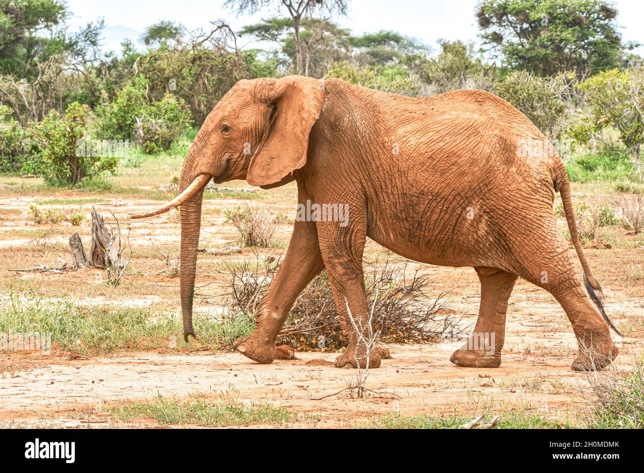 Elefante africano (Loxodonta africana) femmina che cammina attraverso il cespuglio. Spazio di copia. Foto Stock