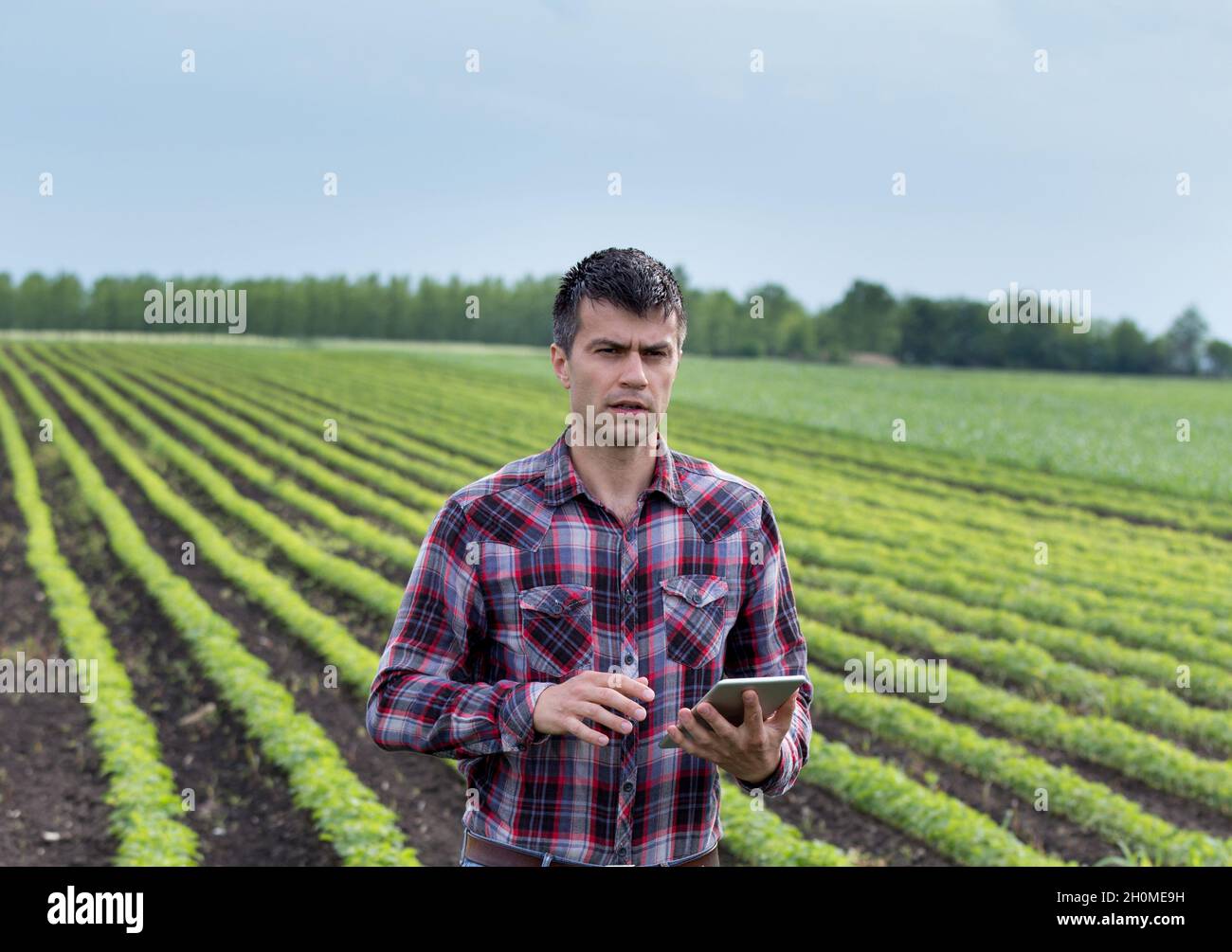 Giovane e bel contadino con tavoletta in campo di soia in primavera. Concetto di innovazione agricola e agricola Foto Stock