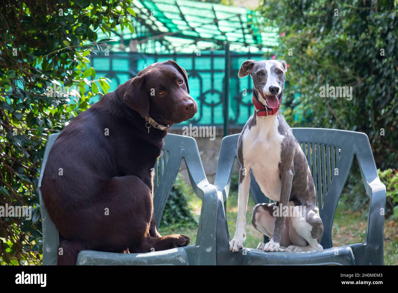 Due amici Whippet e Labrador in giardino in estate Foto Stock