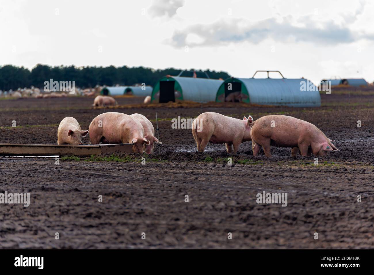 Nel bel mezzo di una crisi dell'allevamento suino nel Regno Unito, i suini sani adulti rischiano di essere distrutti a causa della mancanza di macellai e dello spazio nelle aziende agricole per garantire loro Foto Stock