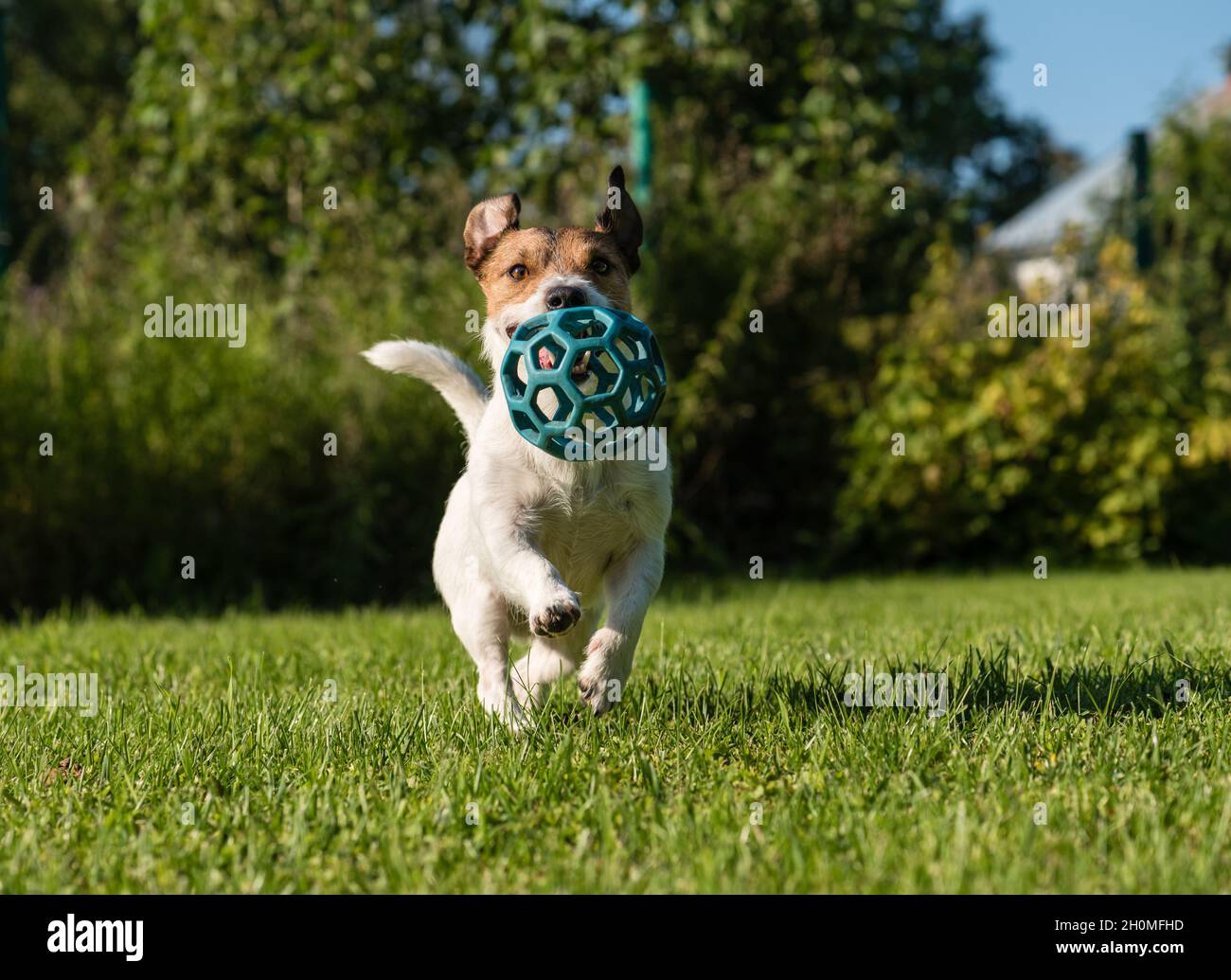 Jack Russell terrier che gioca su un prato estivo. Cane che corre con palla blu Foto Stock