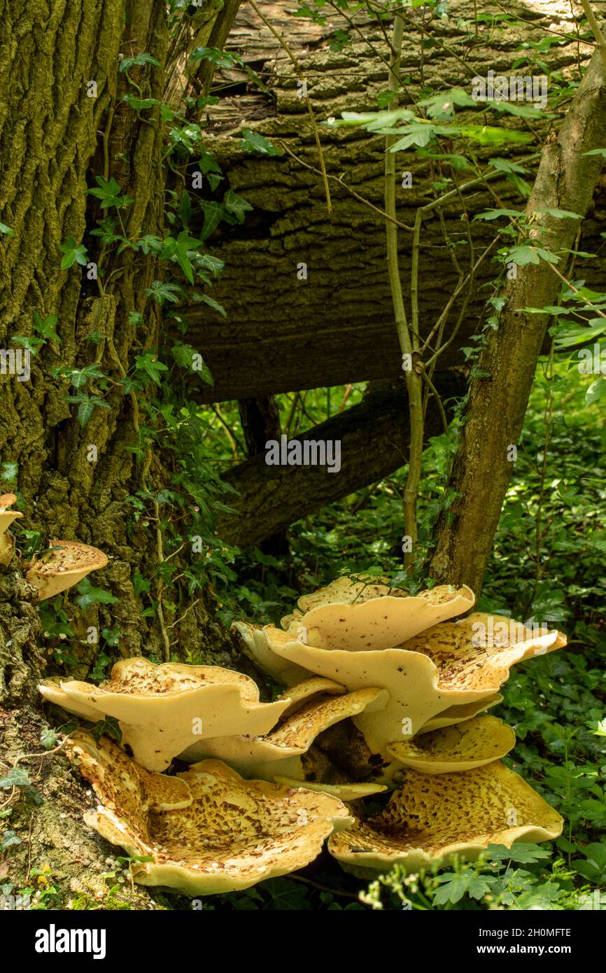 Cerioporus squamosus, Polyporus squamosus, basidiomycete, staffa fungo, in più ampio palliativo bosco impostazione. Foto Stock