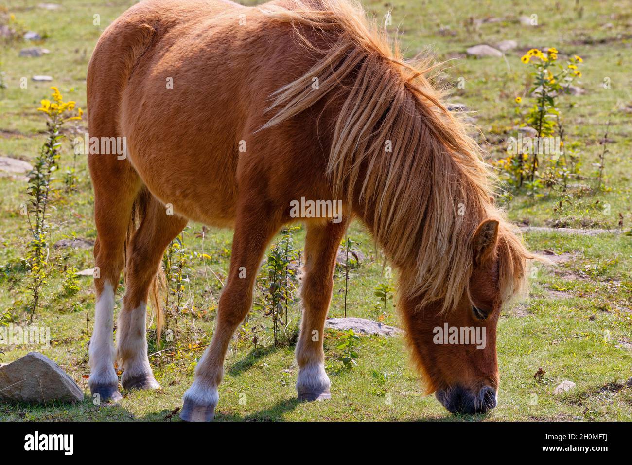 I pony selvaggi vagano per l'area panoramica che pascola dalla terra panoramica del Grayson Highlands state Park in Virginia, USA Foto Stock