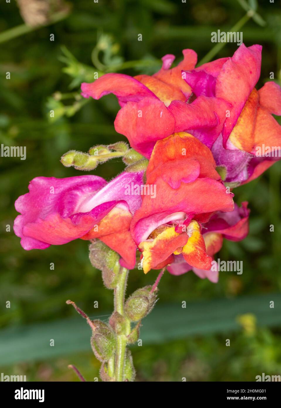 Primo piano semi-astratto ritratto di fiori naturali di Antirrhinum, fiori di drago, fiore di drago, snapdragons Foto Stock