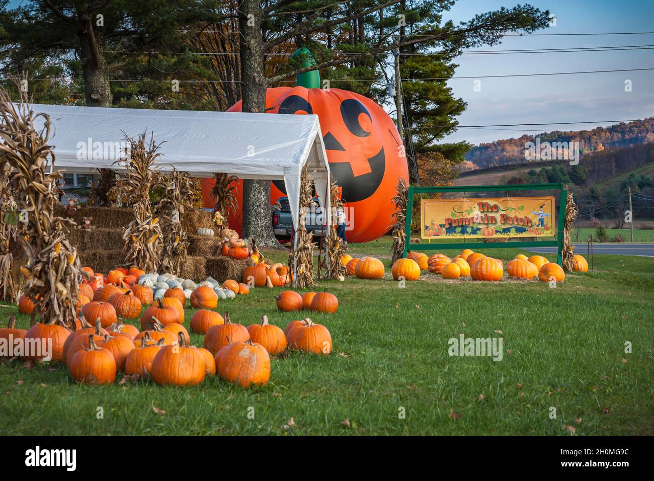 Gigantesca zucca gonfiabile di Halloween al mercato stradale di Pumpkin Patch nel North Carolina Foto Stock Gigantesca zucca gonfiabile di Halloween al mercato stradale di Pumpkin Patch nel North Carolina Foto Stock