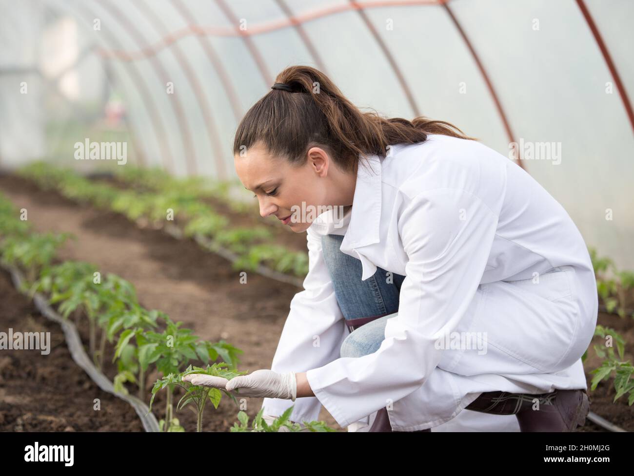 Giovane donna graziosa agronomo in cappotto bianco che supervisiona giovani pianta in serra. Concetto di cura e protezione delle piante Foto Stock
