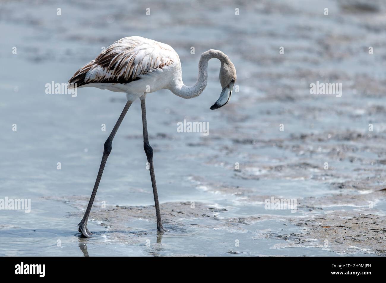 Flamingos in Ras al Khor Reservation, Dubai, Emirati Arabi Uniti Foto Stock