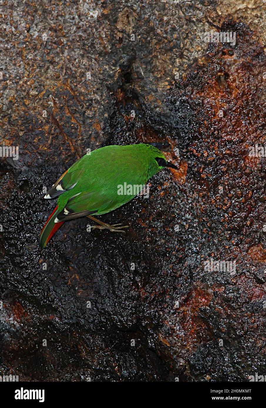 Myzornis (Myzornis pyrhoura), un adulto che si nutre all'Eaglenest della linfa dell'albero, Arunachal Pradesh, India Gennaio Foto Stock