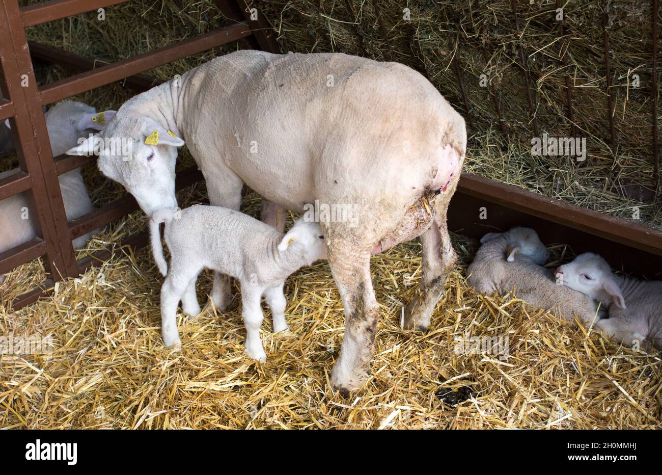Agnello nato di recente che succhia latte da pecora madre nel fienile Foto Stock