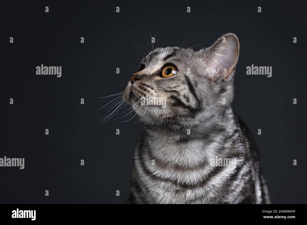 Ritratto di gatto Shortair in studio su sfondo nero Foto Stock