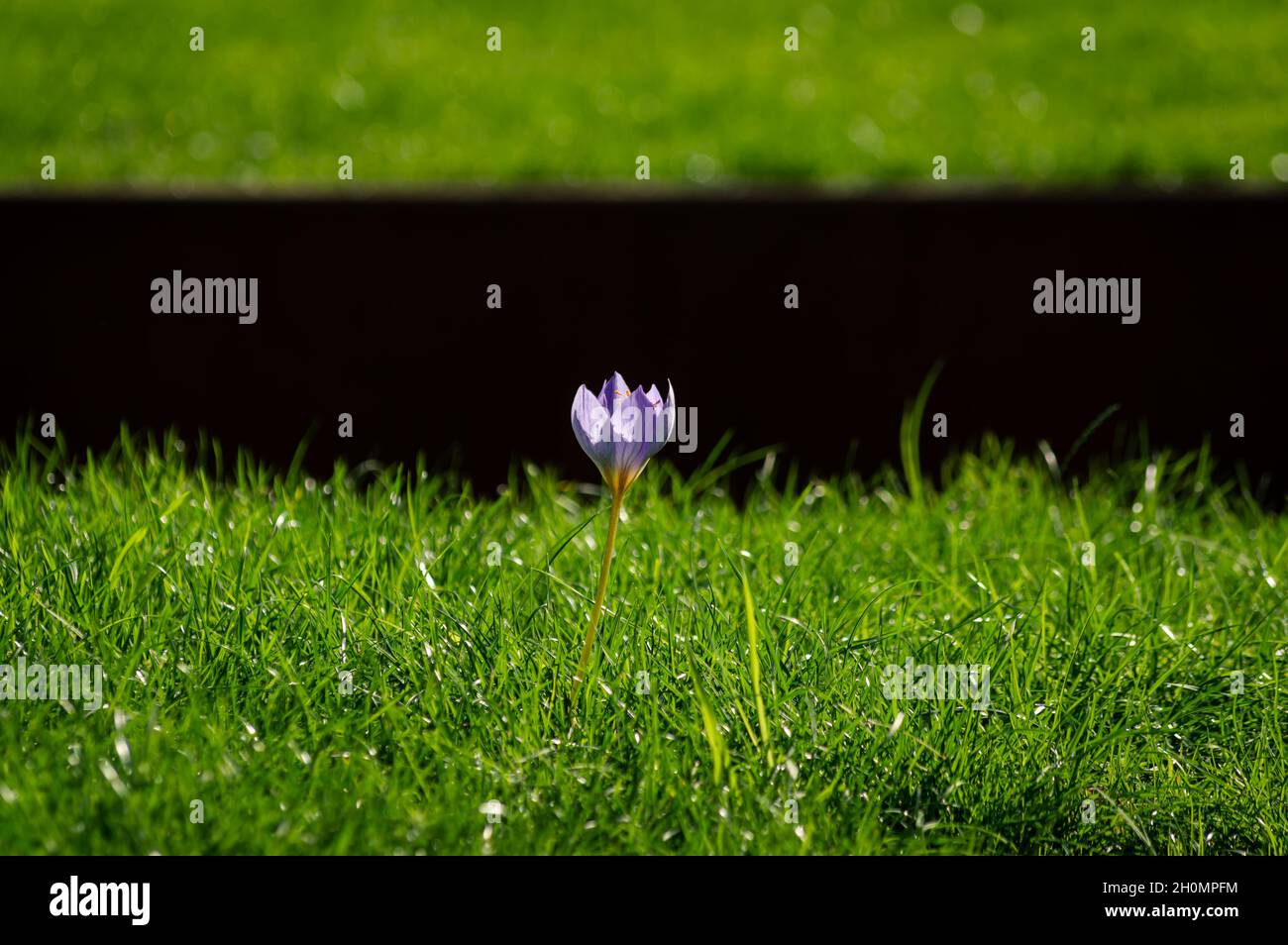 Immagine di un unico croco viola in erba in una giornata di sole Foto Stock