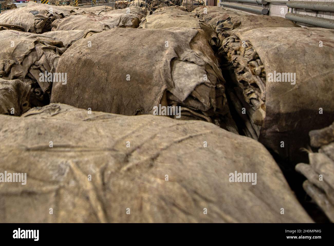 Magazzino di pelli grezze di vacca sono immagazzinate in cumuli Foto Stock