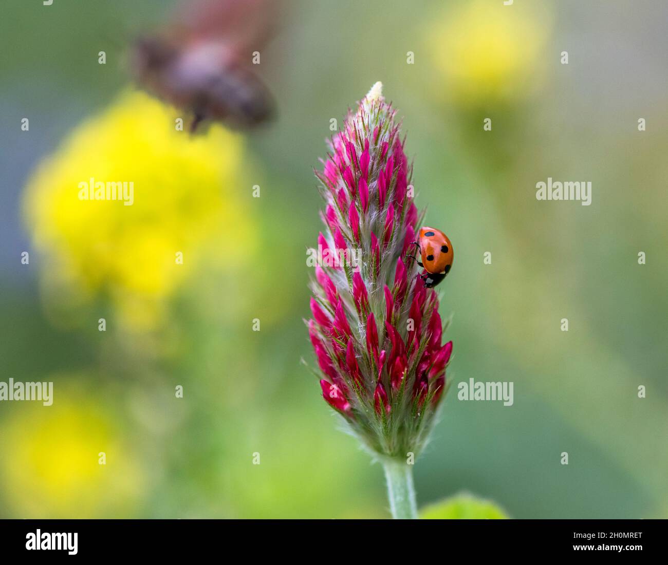 ladybeetle singolo su fiore rosso Foto Stock
