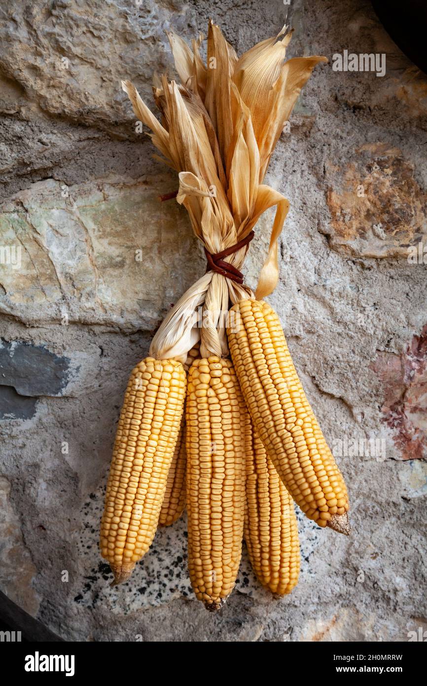 Pannocchie di mais essiccate all'arancia appese su un muro di pietra di una casa di campagna in Alto Adige, Italia Foto Stock