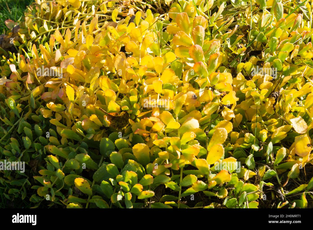 Il fiore di Rodiola rosea. Bellissimo sfondo autunnale in una giornata di sole Foto Stock