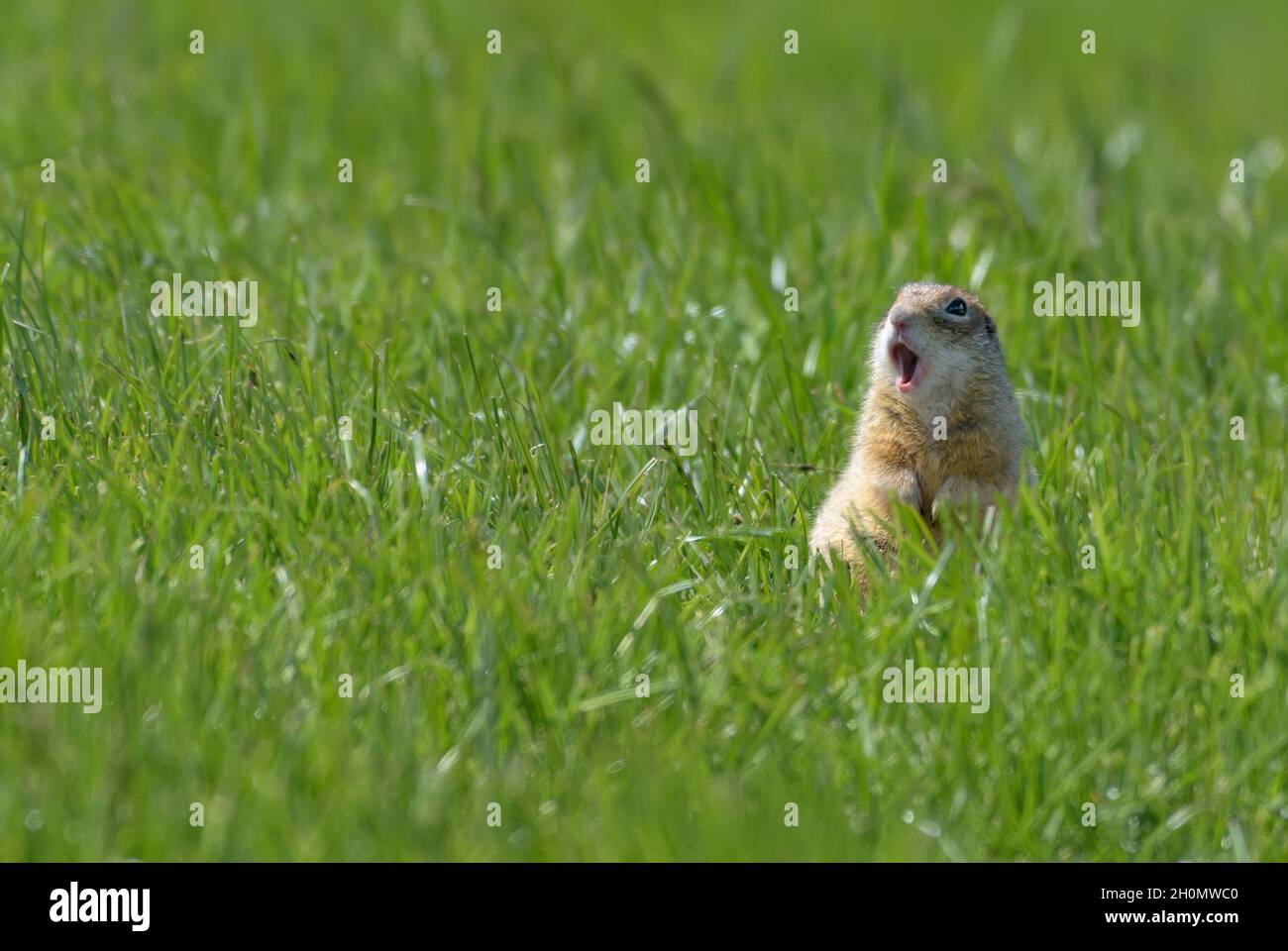 Scoiattolo macchiato o souslik macchiato (Spermophilus suslicus) chiama ad alta voce la sua semplice canzone con la bocca aperta su verde erba terra Foto Stock Scoiattolo macchiato o souslik macchiato (Spermophilus suslicus) chiama ad alta voce la sua semplice canzone con la bocca aperta su verde erba terra Foto Stock