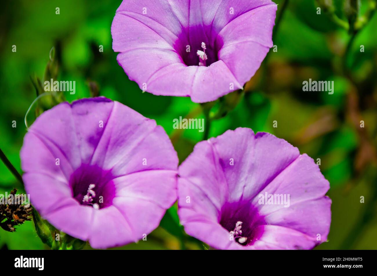 La gloria viola del mattino (Ipomoea purpurpurea) cresce selvaggia, 9 ottobre 2021, a Irvington, Alabama. La gloria del mattino può crescere di 6-9 metri. Foto Stock