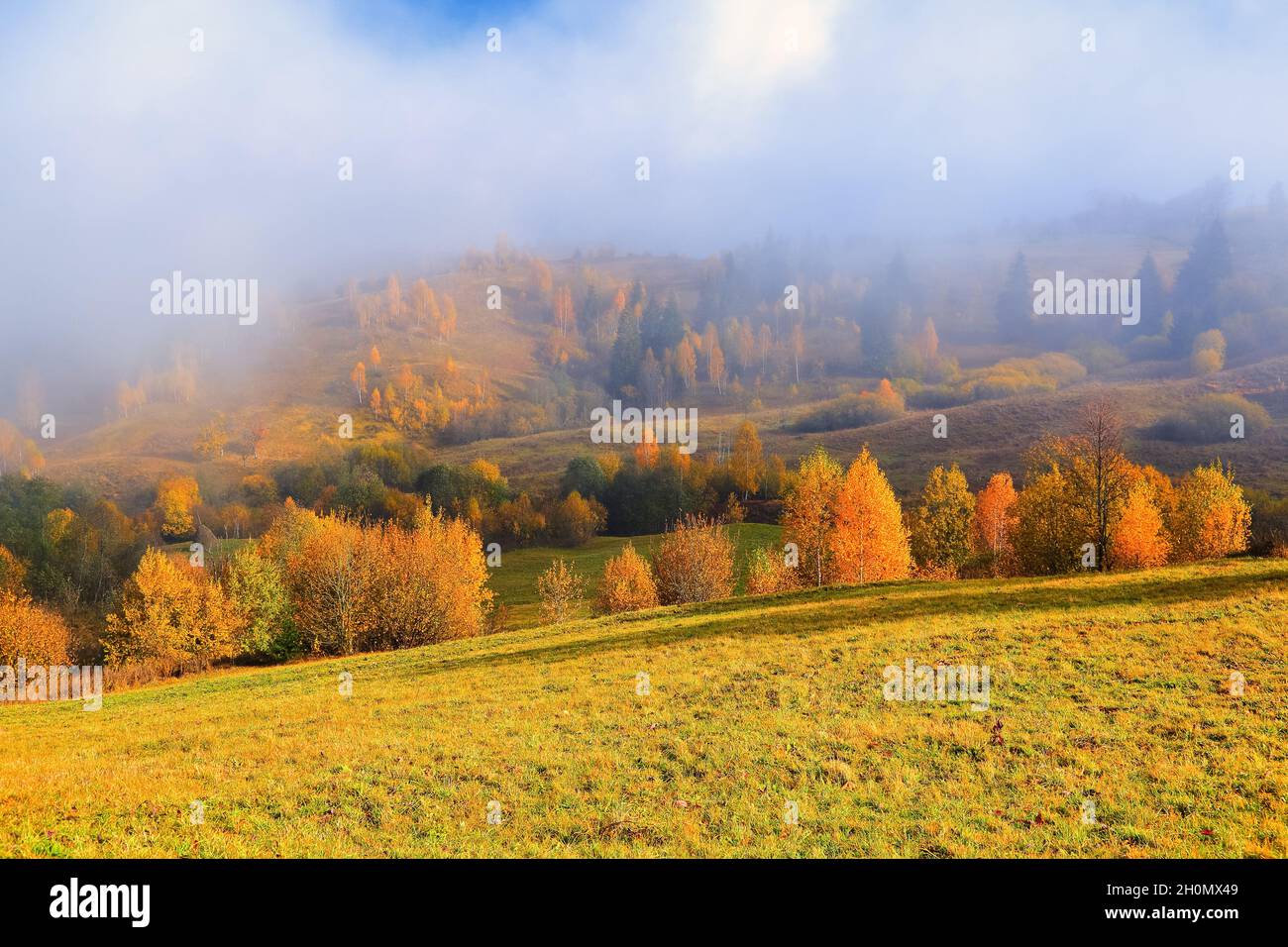 Paesaggio autunnale nella giornata di sole. La fitta nebbia copriva la valle. Nella bella foresta degli alberi con l'arancio, giallo verde foglie un Foto Stock