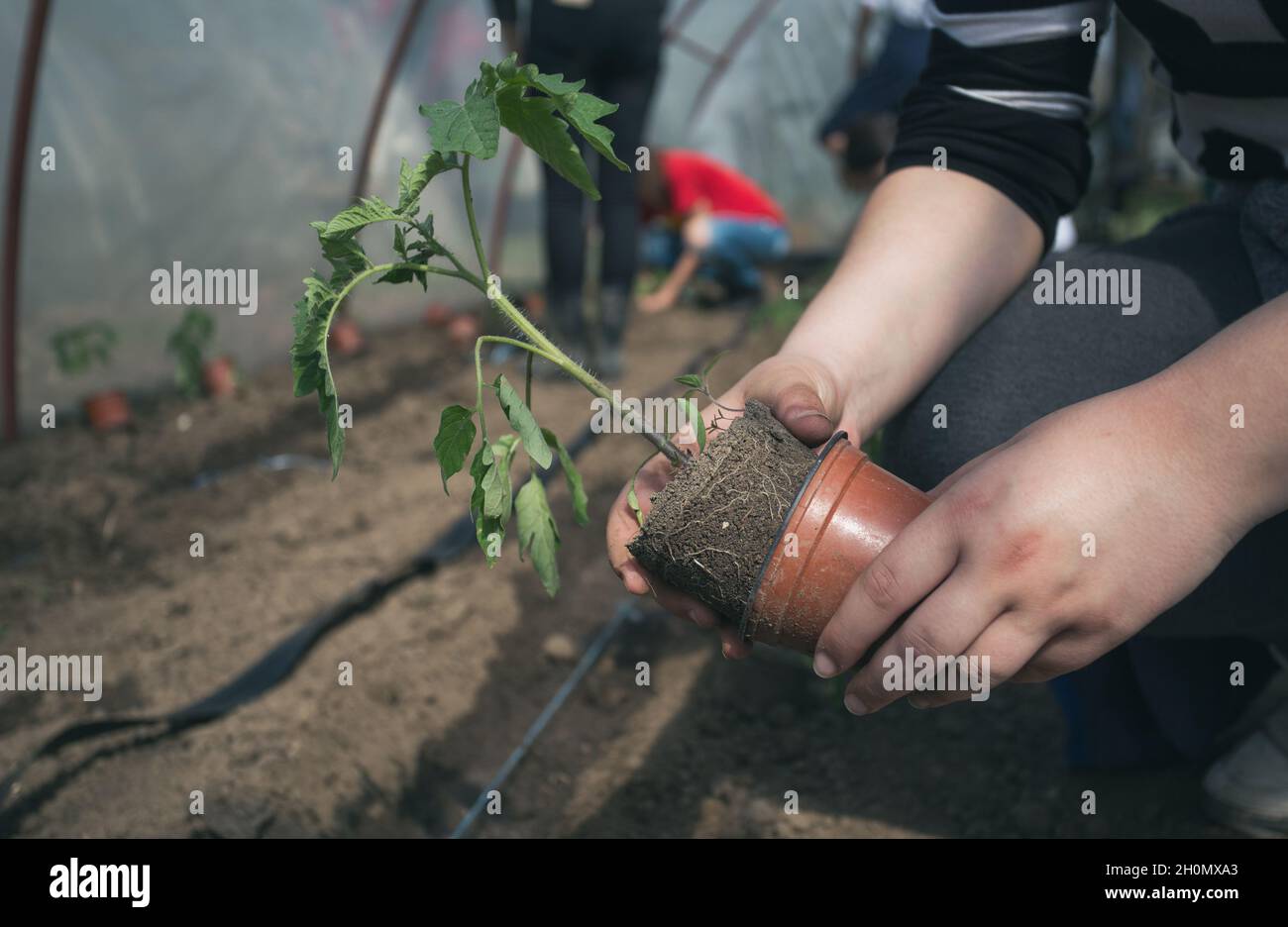 Primo piano della mano del coltivatore che prende il germoglio di pomodoro dal vaso del fiore e trapiantando nel suolo in serra Foto Stock