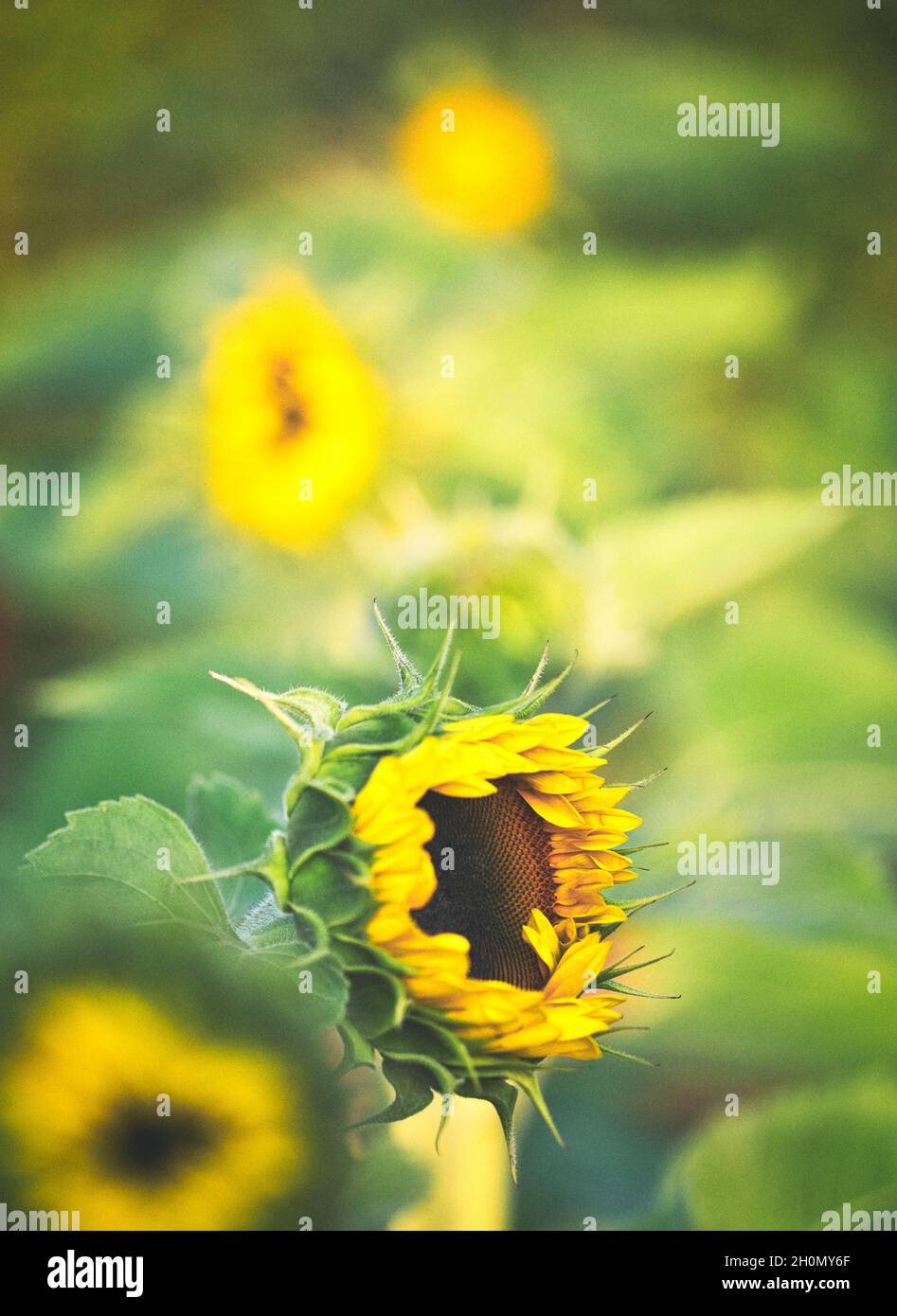 Girasole di apertura emergente (Helianthus Annuus). Concetto di positività, felicità, vita nuova Foto Stock