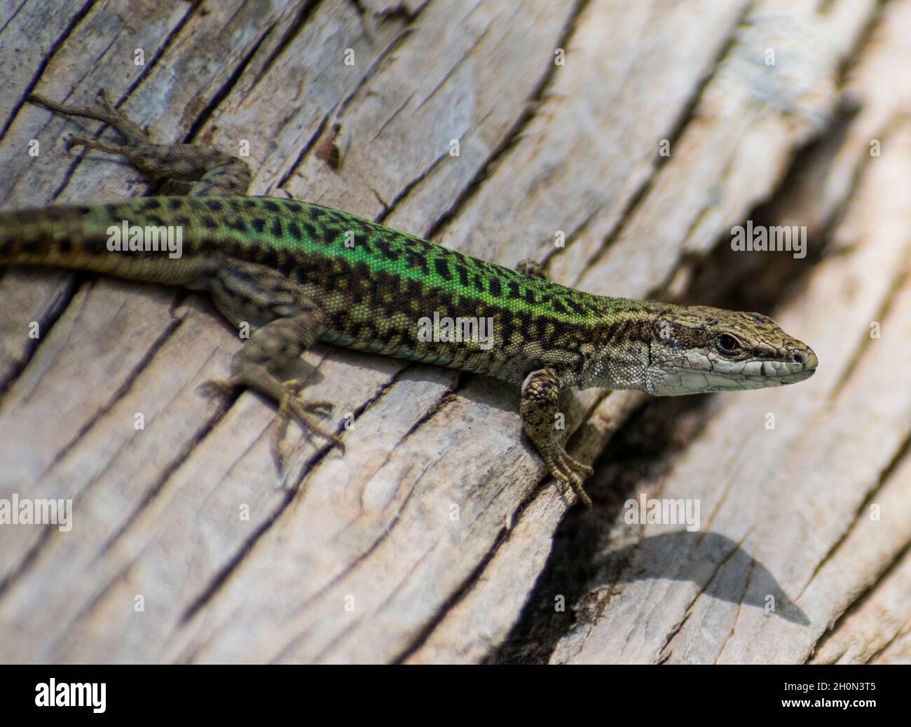 Lizard Muro Andaluso (Podarcis vaucheri) Foto Stock