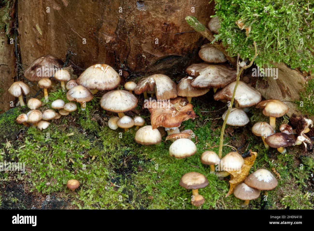 Piccoli funghi non commestibili in una foresta di larice, a metà ottobre. Foto Stock