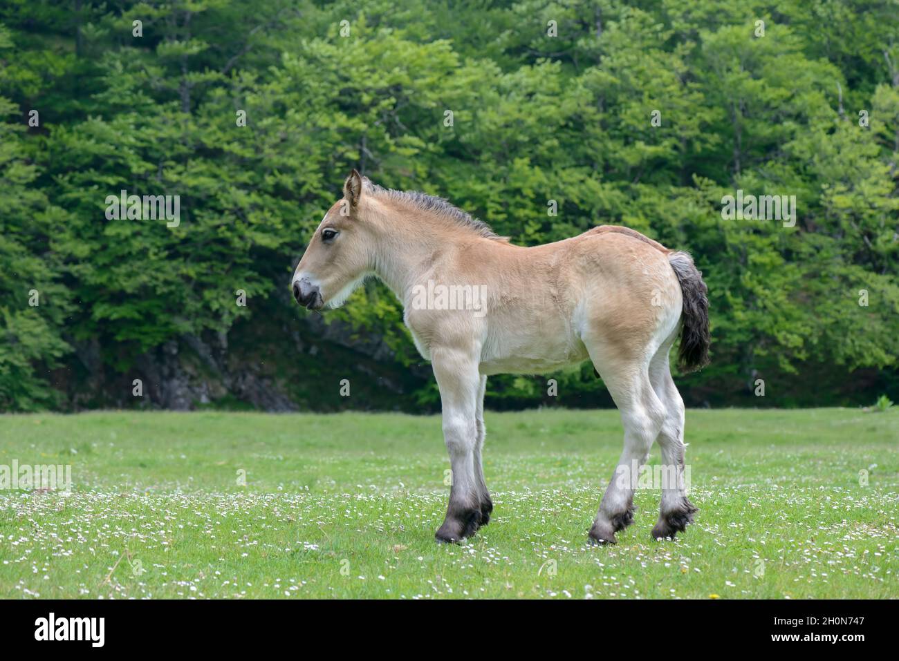 Pony di Pottok semi-ferale di razza rustica nei Paesi Baschi in piedi nei Pirenei pascolo di montagna in Francia Foto Stock