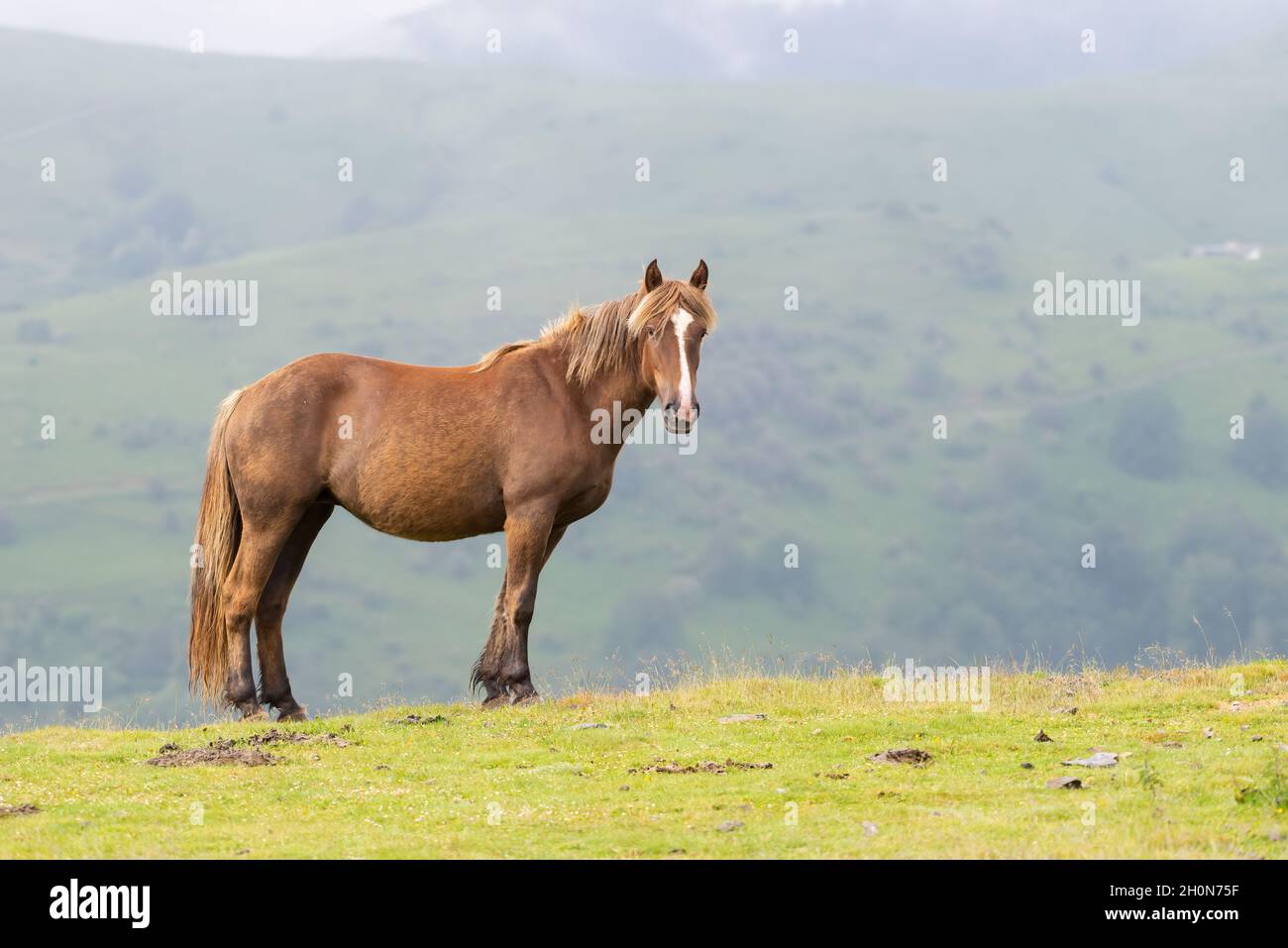 Cavallo marrone in piedi nei pascoli di montagna dei Pirenei nei Paesi Baschi sud-ovest della Francia Foto Stock