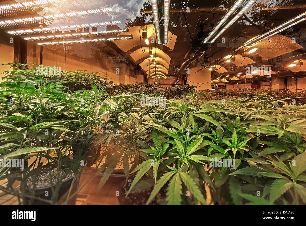 La cannabis al coperto cresce piantagione con piante sotto lampade a LED e  UV, coltivazione di marijuana medica Foto stock - Alamy