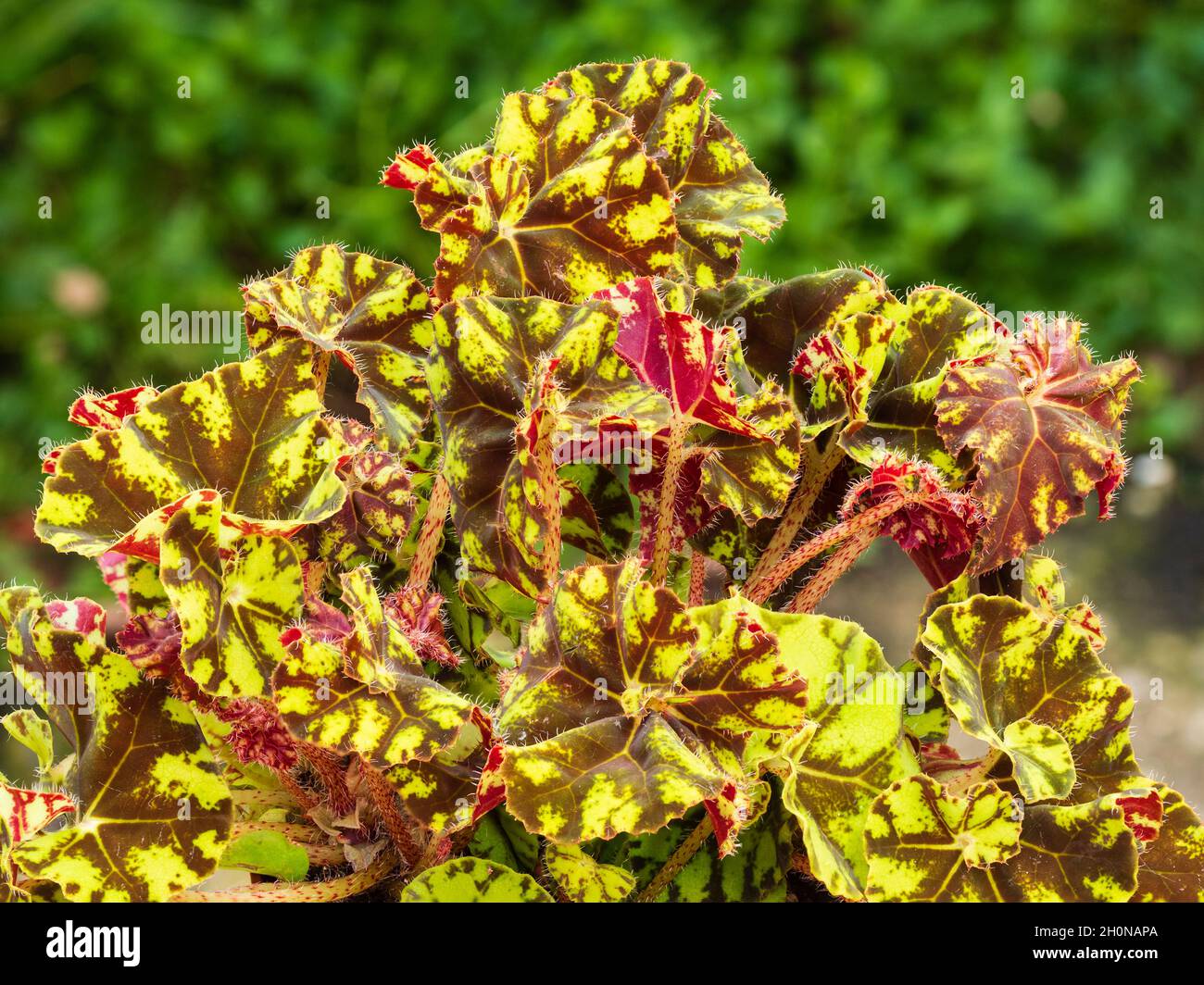 Fogliame giallo e marrone a motivi geometrici del tipo di capanno rex begonia, Begonia 'Zumba' Foto Stock