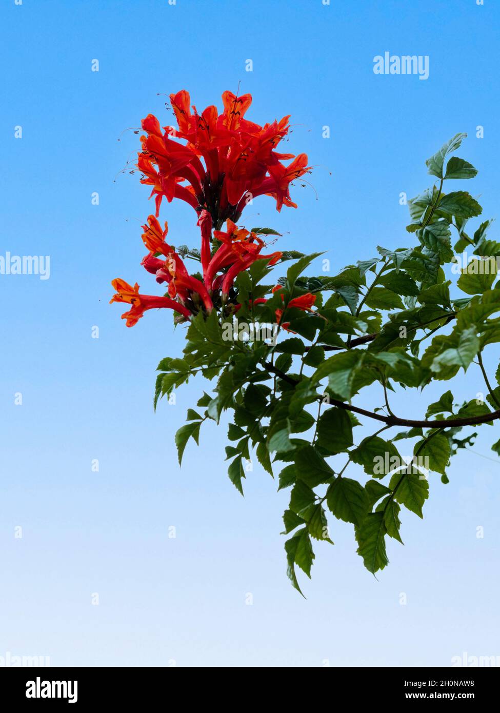 Fiori rossi del tenero arbusto sempreverde del capo honeysucckle, Tecoma capensis contro un cielo limpido autunno Foto Stock