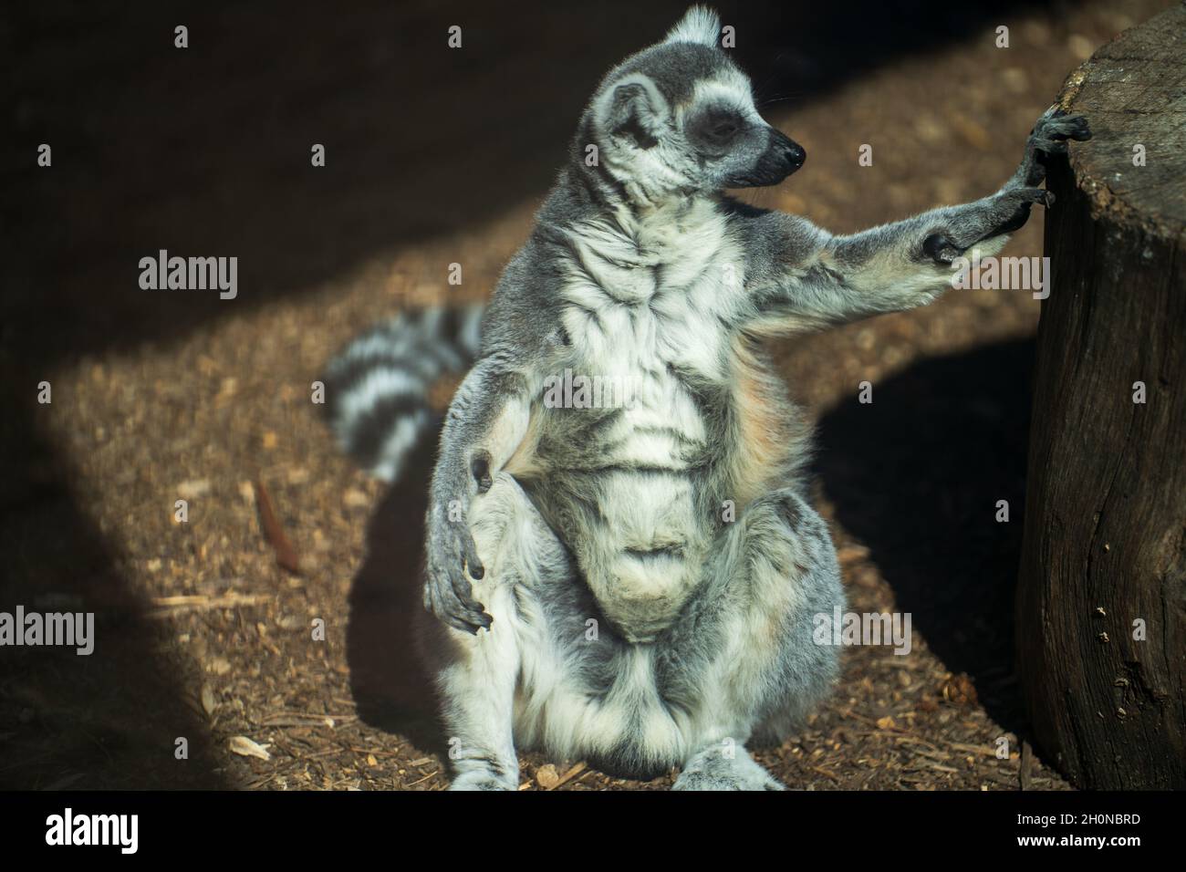 Divertente lemure con coda ad anello o catta Lemur seduta a terra. Foto Stock