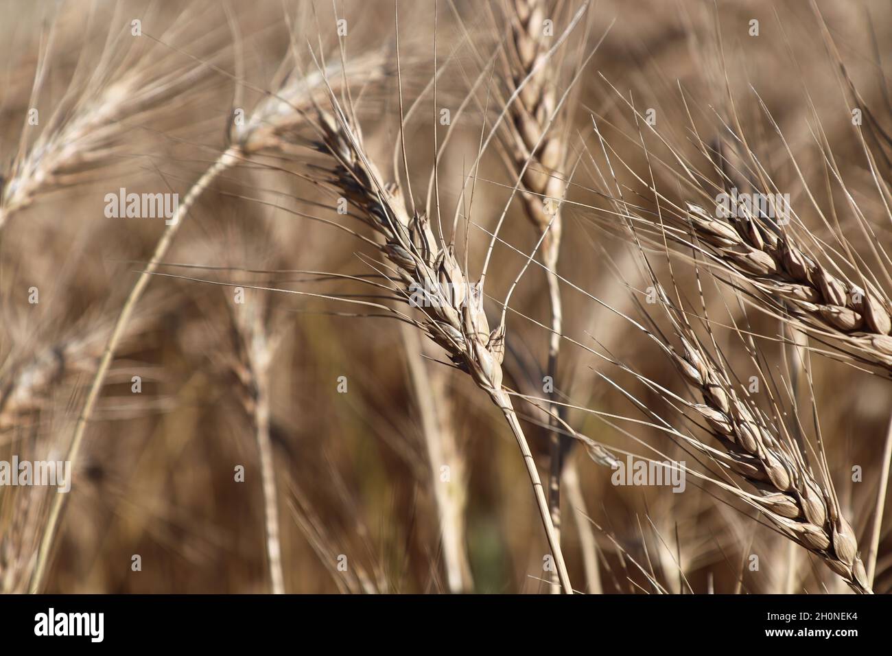 Primo piano di teste di orzo mature in autunno Foto Stock