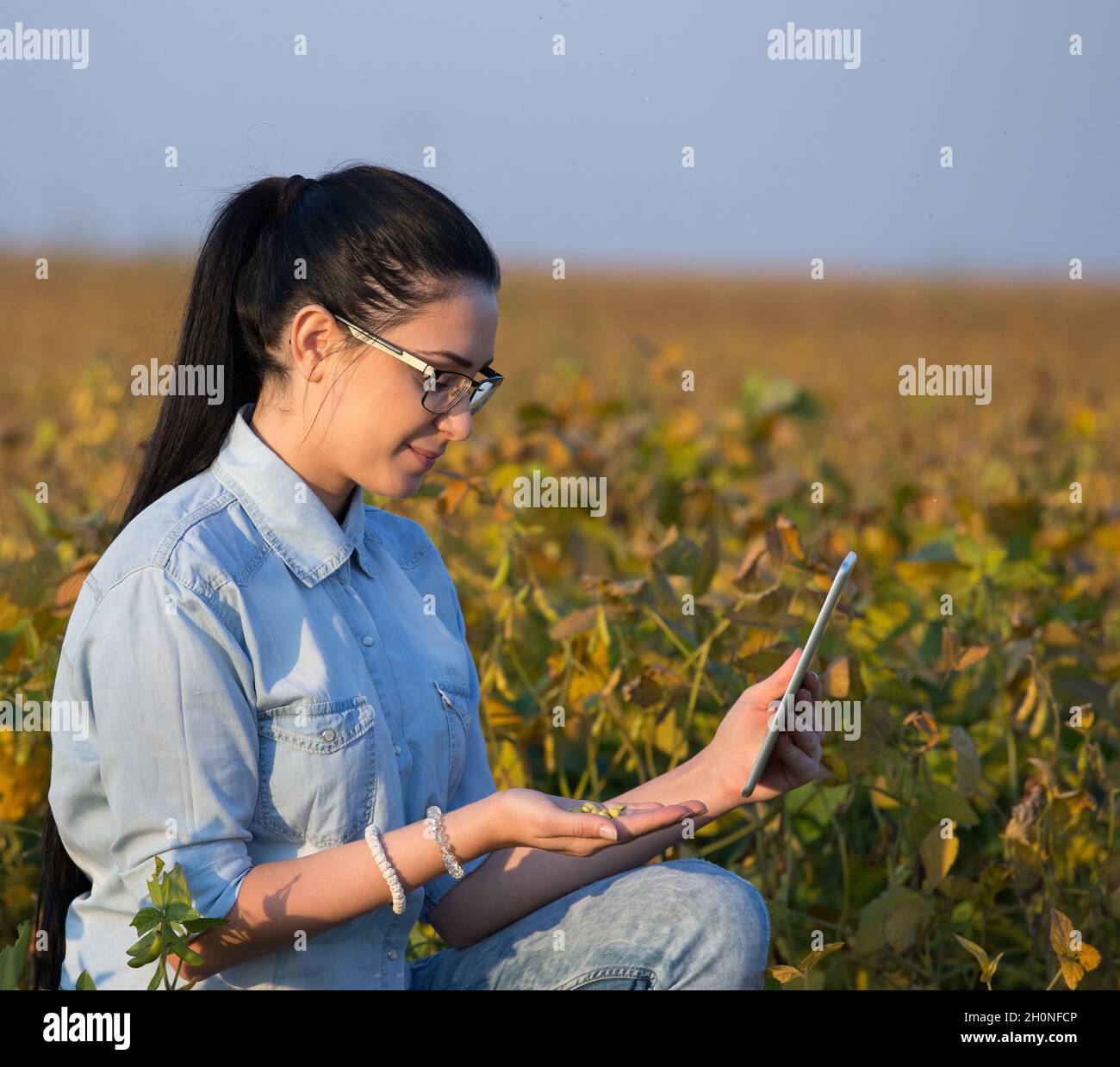 Agronomo piuttosto giovane che tiene la compressa e semi di soia in mano nel campo durante la stagione di raccolto Foto Stock