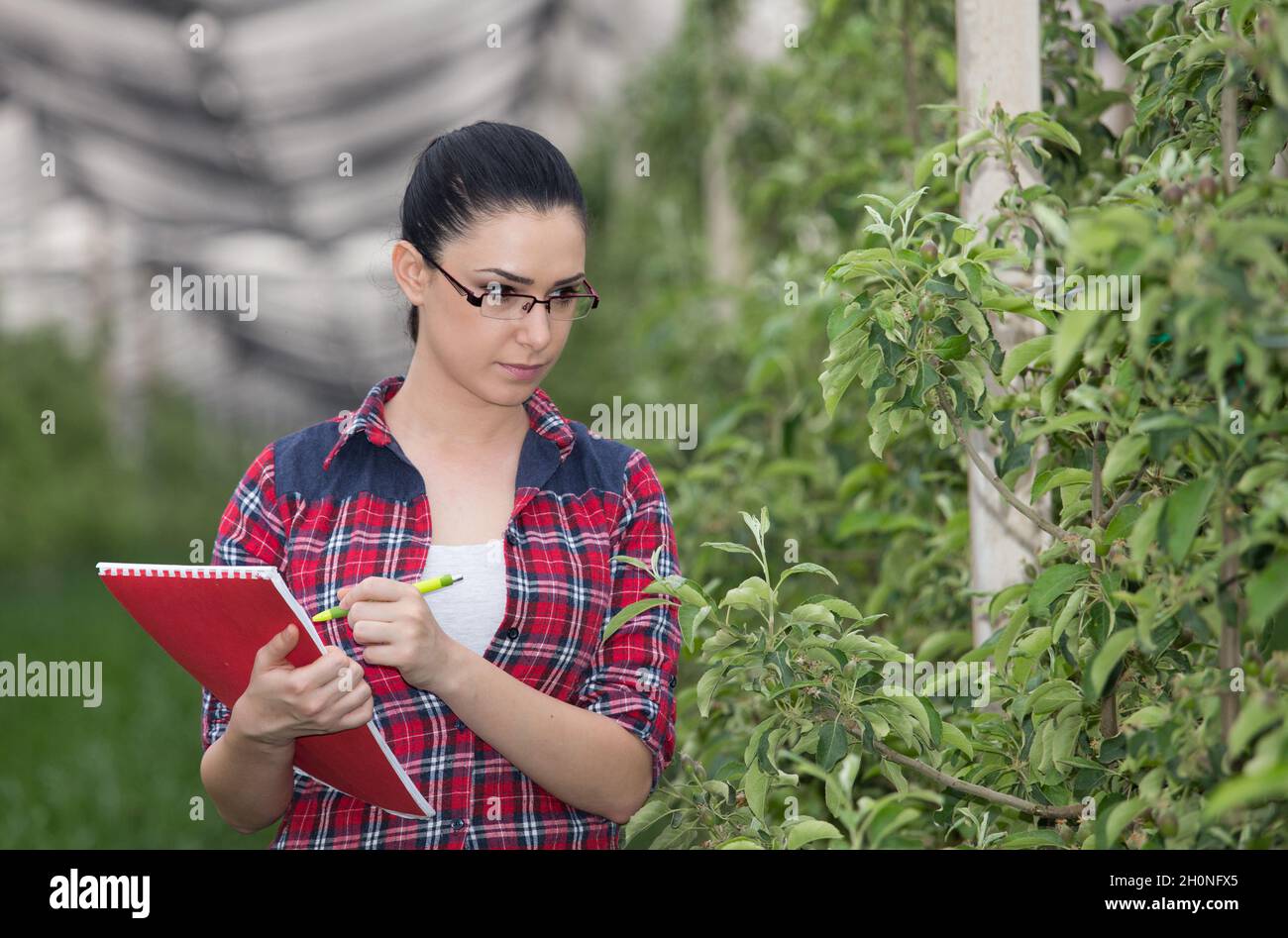 Giovane donna contadina che osserva gli alberi di mela nel frutteto moderno Foto Stock