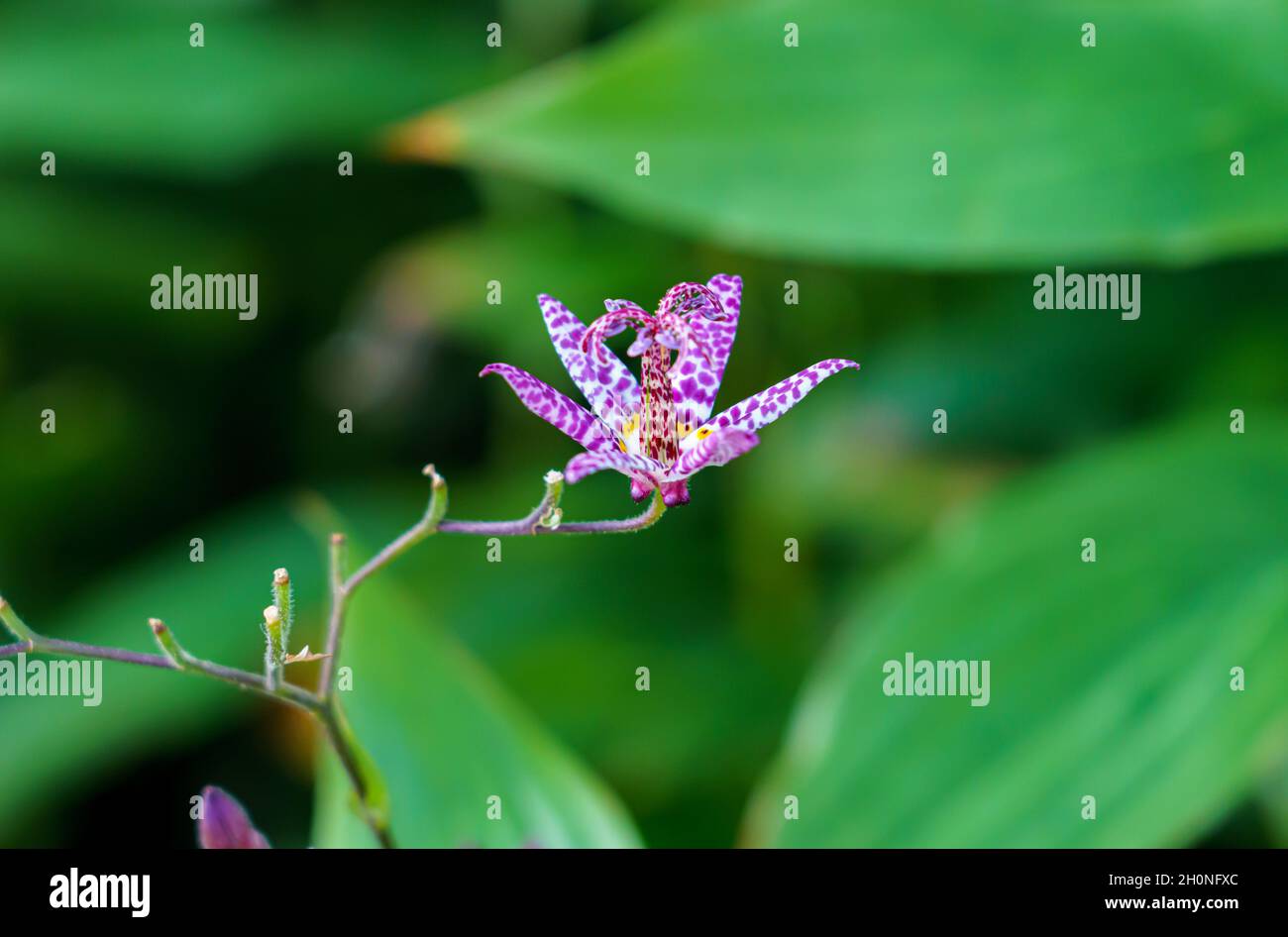 Primo piano del bellissimo e inusale pezzetto giapponese Lily (Tricyrtis Hirta) con fiore viola-bianco Foto Stock