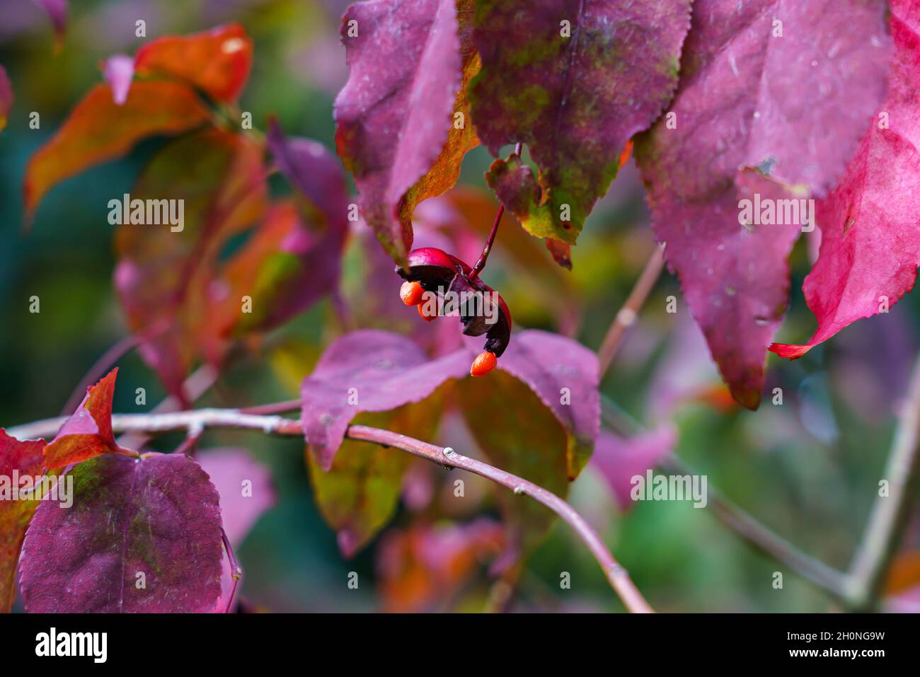 Primo piano delle bacche ornamentali rosse su un albero a stelo a stalco piatto (Euonymus planipes) noto anche come albero dongle-dangle Foto Stock