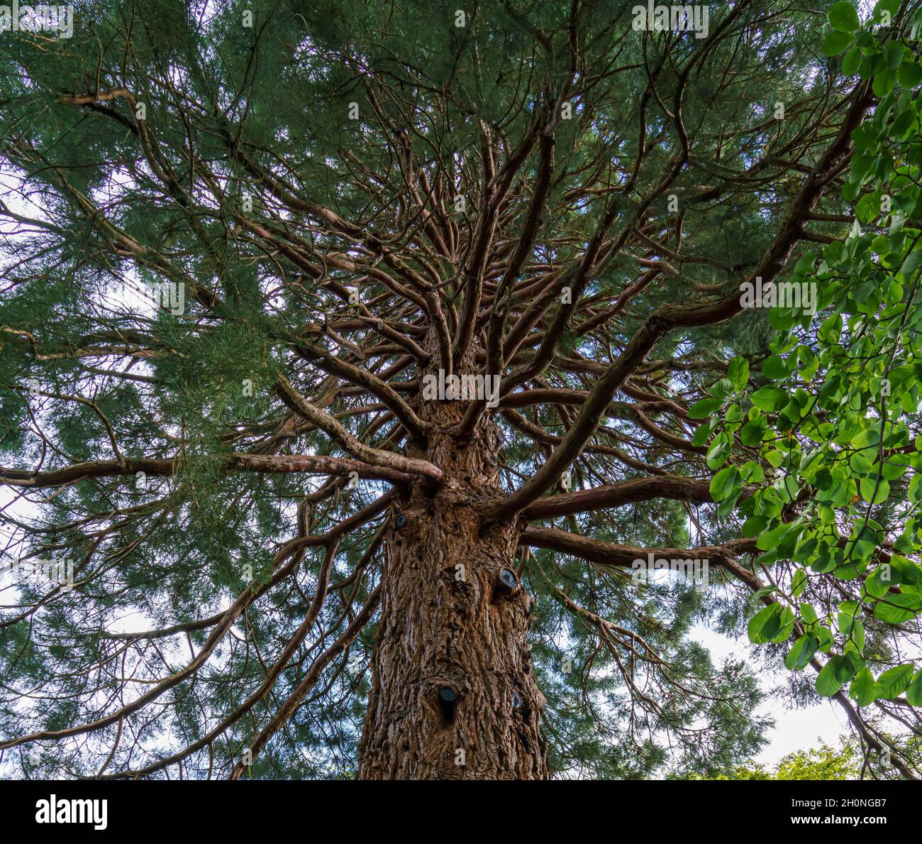 Guardando verso l'alto il tronco massiccio ai rami di un sequoia gigante albero (Sequoiadendron giganteum) in Bodnant Gardens, Galles Regno Unito Foto Stock