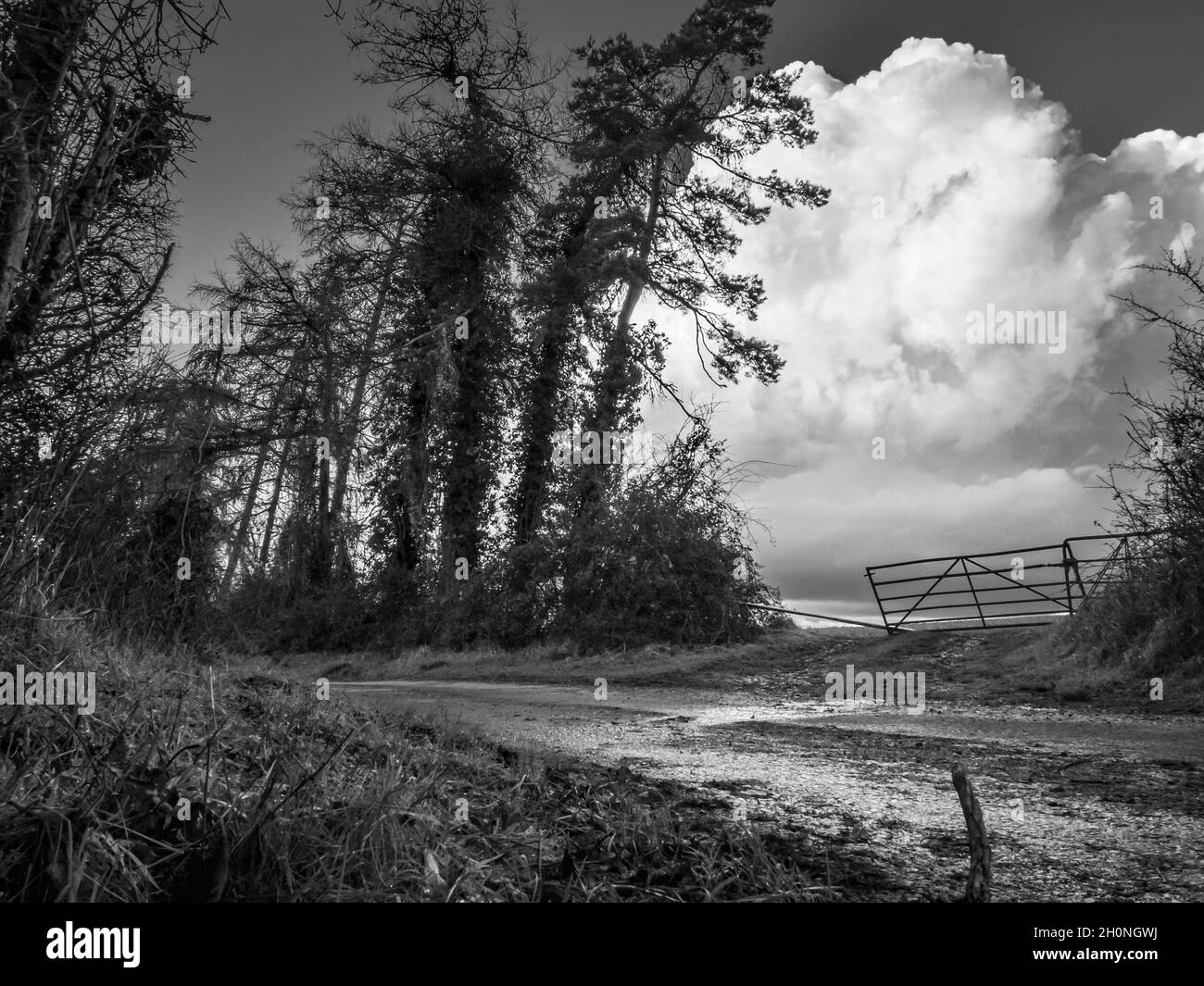 Immagine in bianco e nero.dopo una tempesta come le rainclouds chiaro, un cancello che conduce in un campo con la grande nube di cumulo oltre e meteo alberi battuti linin Foto Stock