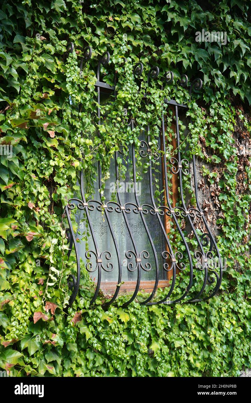 Finestra casa in ferro battuto a graticcio circondata da verde naturale fogliame di arrampicata pianta. Finestra casa privata nascosta al piano terra a Bucarest Foto Stock