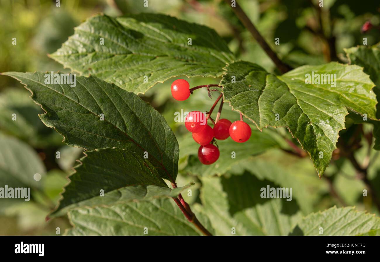 Viburnum di cranberrybush americano Foto Stock
