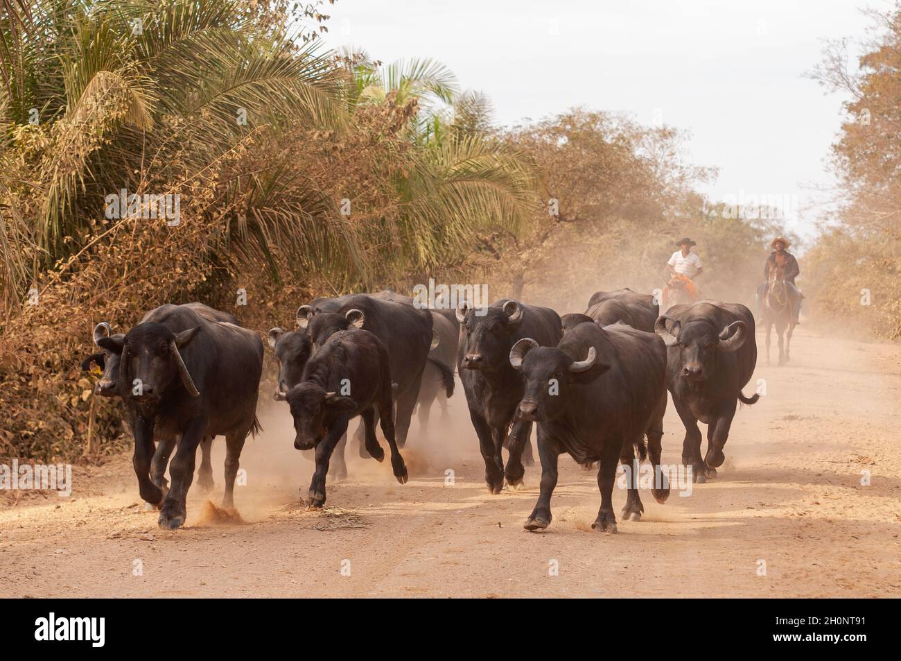 Bufali domestici condotti dai cowboys del pantaneiro sul Parque di Estrada (strada di parco), Pantanal, Mato Grosso do sul, Brasile Foto Stock