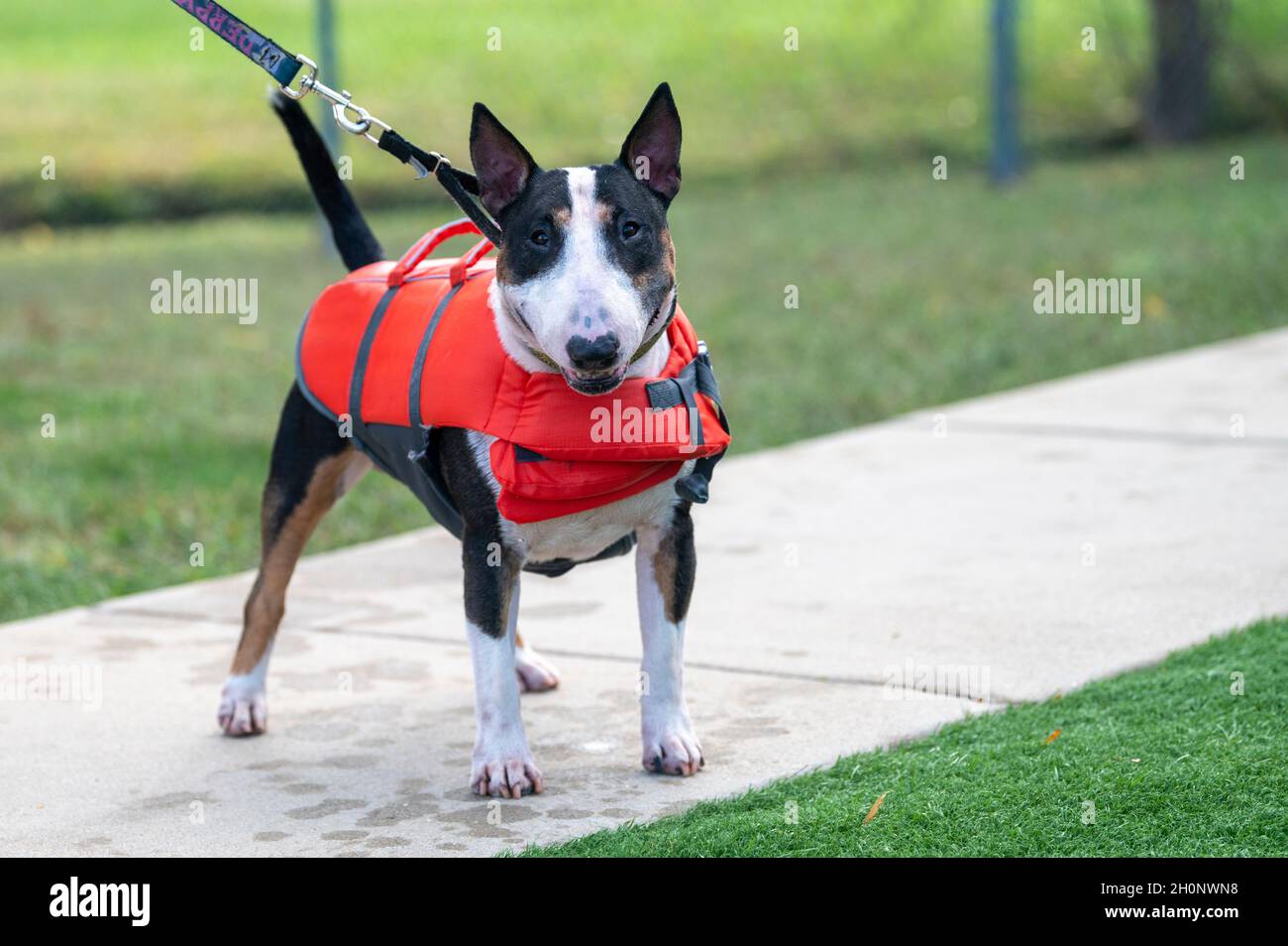 Mini bull Terrier in un giubbotto da nuoto arancione pronto per andare a nuotare Foto Stock