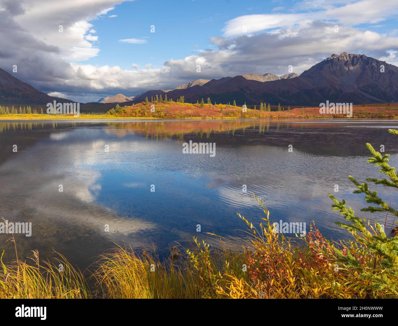 Colori autunnali nella natura selvaggia di Denali Highway, Alaska Foto Stock