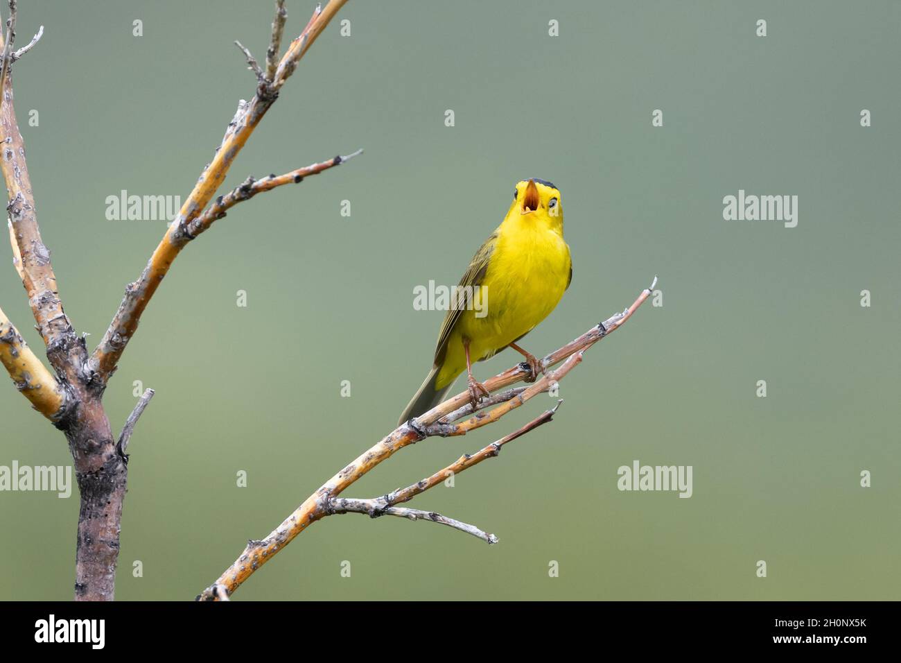 Wilson's Warbler Male Singing for a Mate Foto Stock