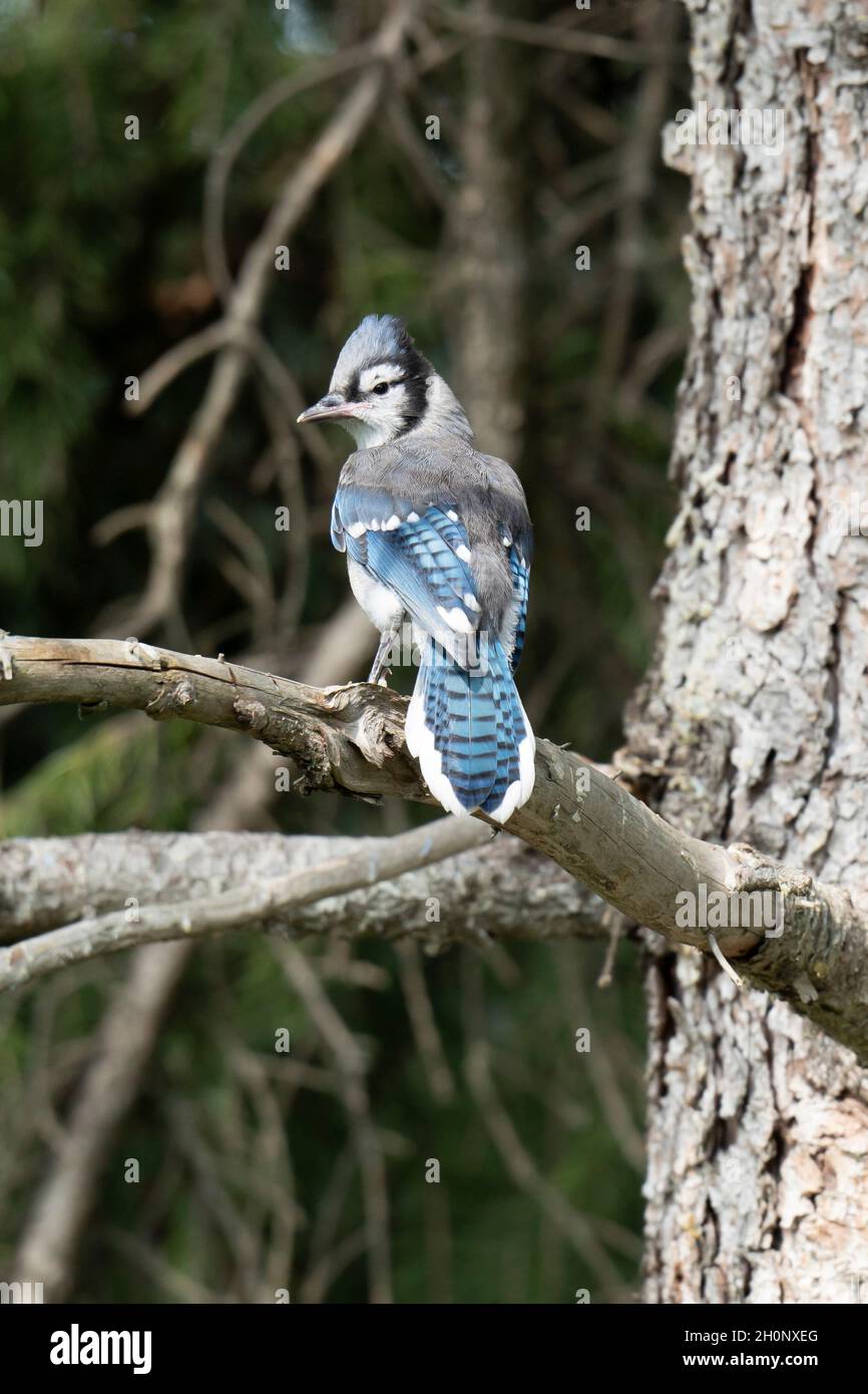 Blue Jay (Cyanocitta cristata bromia) Foto Stock