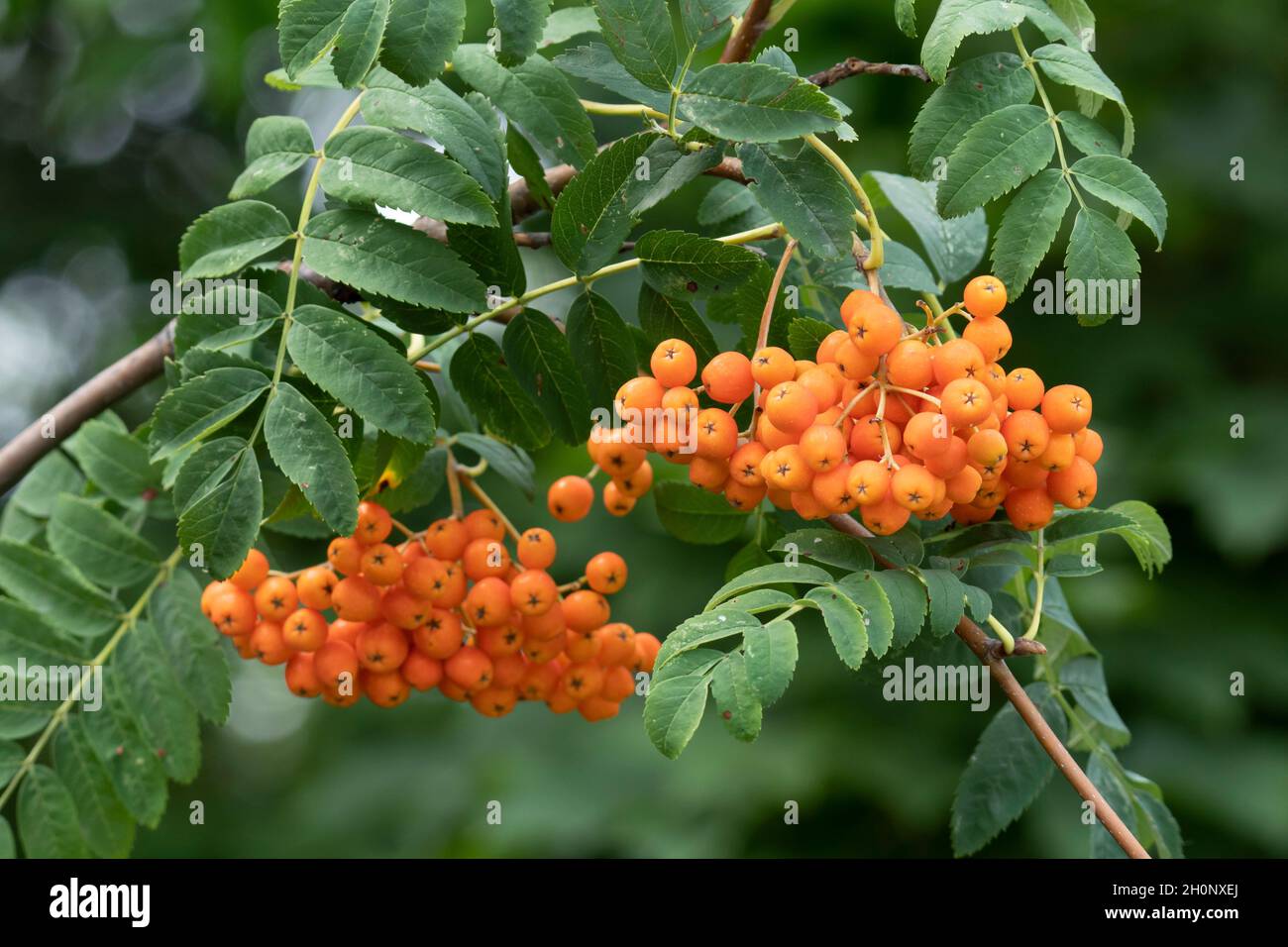 Rowan Berries, Rowan Berry (Sorbus aucuparia) Foto Stock