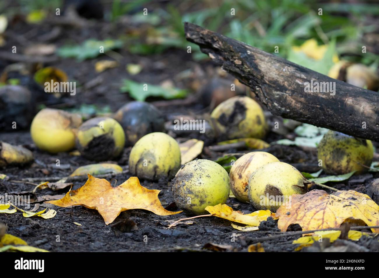 Noce nera (Juglans nigra) Foto Stock