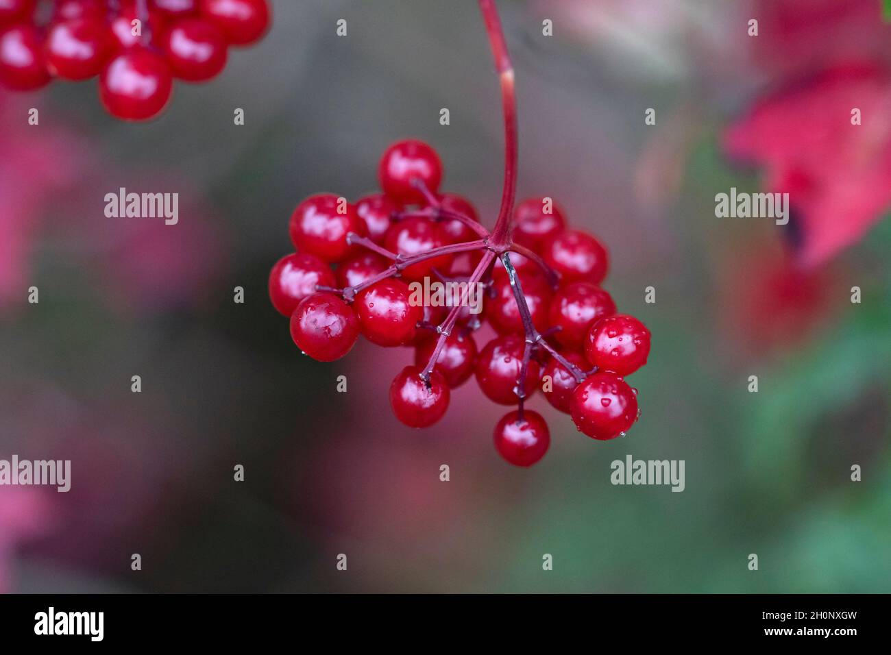 Berries rosso di Viburnum Foto Stock
