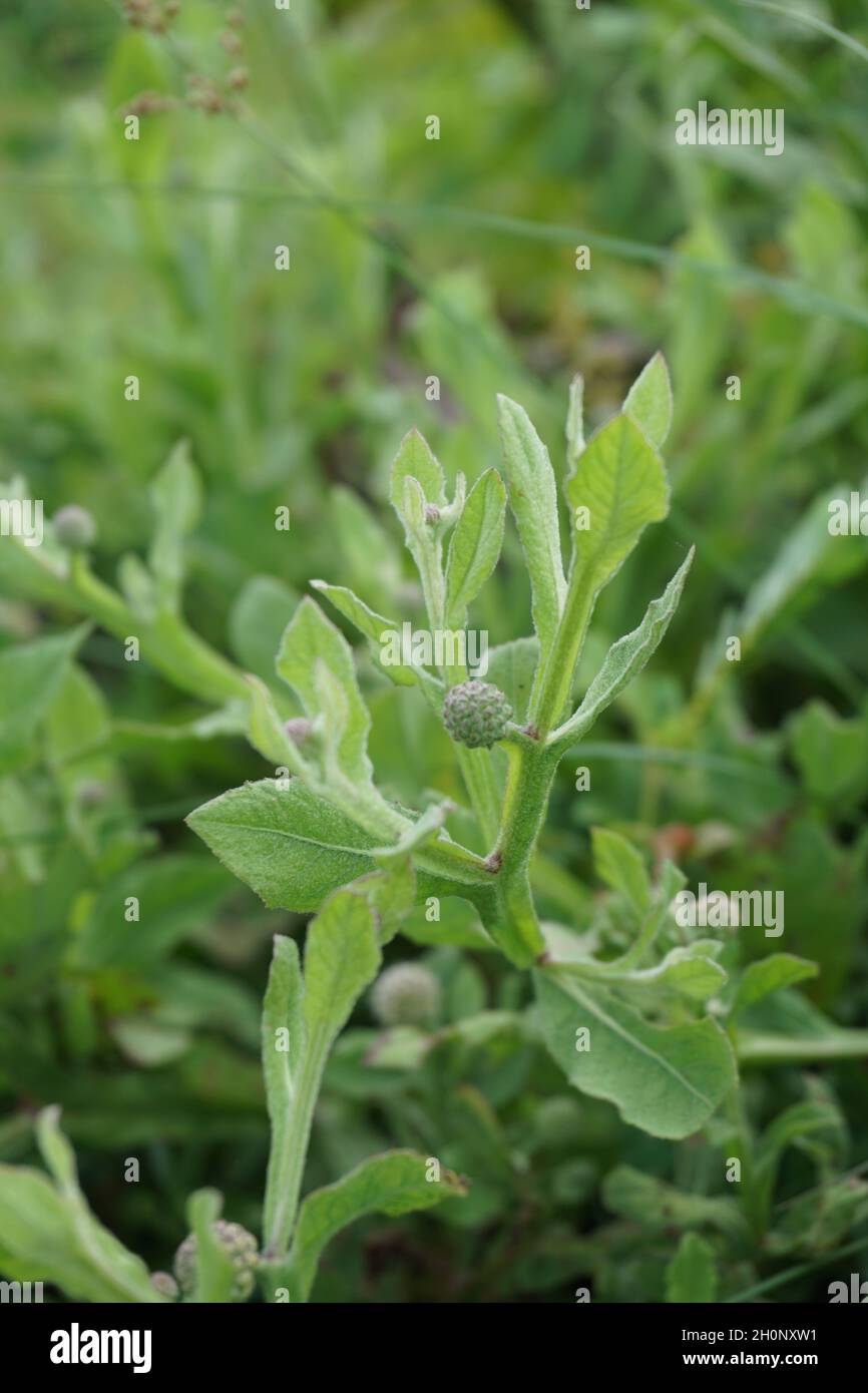 Crisanthemum balsamita con sfondo naturale. Medicina tradizionale per alleviare il dolore e crampi Foto Stock